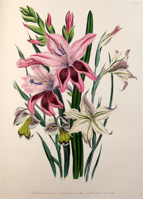 Loudon, Jane Webb - Bulbous Plants. The Ladies Flower Garden of Ornamental Bulbous Plants,